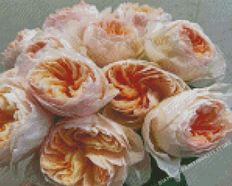 Blooming Juliet Roses Diamond Painting