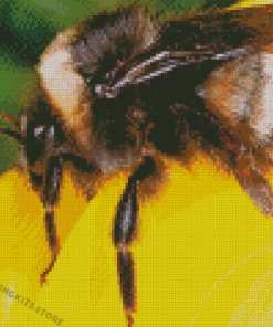 Bumblebee Insect Diamond Painting