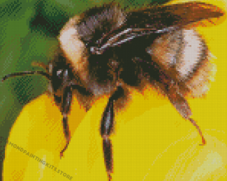 Bumblebee Insect Diamond Painting