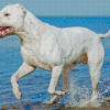 Dogo Argentino In Beach Diamond Painting