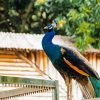 Peacock Animal On A Fence Diamond Painting