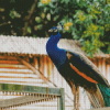 Peacock Animal On A Fence Diamond Painting