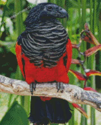 Pesquet's Parrot Bird Diamond Painting