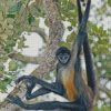 Spider Monkey On Tree Diamond Painting