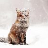 Adorable Fox In Snow Diamond Painting