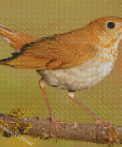 Bird Veery Animal Diamond Painting