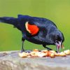 Red Winged Blackbird Eating Diamond Painting