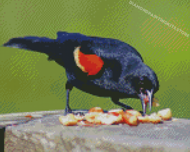 Red Winged Blackbird Eating Diamond Painting