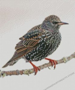 Starling On A Branch Diamond Painting