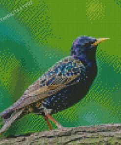 Starling Bird Diamond Painting