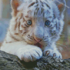 White Baby Tiger Diamond Painting