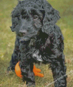 Black Cockapoo Puppy Diamond Painting