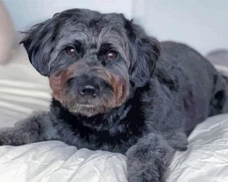 Black Goldendoodle Dog Diamond Painting