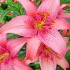 Blooming Pink Lily Diamond Painting