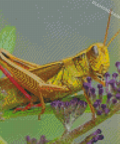 Grasshopper Insect Diamond Painting