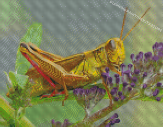 Grasshopper Insect Diamond Painting