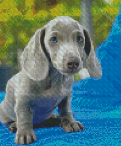 Mini Dachshund Dog Diamond Painting