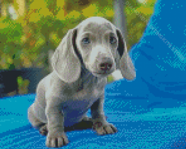 Mini Dachshund Dog Diamond Painting