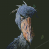 Shoebill Diamond Painting