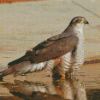 The Eurasian Sparrowhawk Bird Diamond Painting
