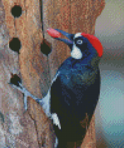 Acorn Woodpecker Diamond Painting
