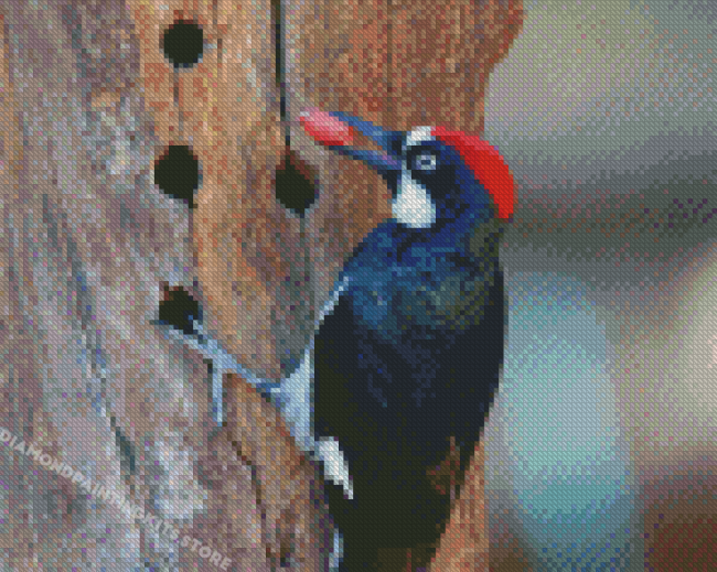 Acorn Woodpecker Diamond Painting