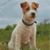 Bichon Jack Russell Puppy Diamond Painting