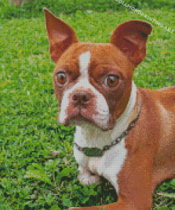 Brown Female Boston Terrier Diamond Painting