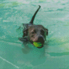 Cool Black Dog Swimming Diamond Painting
