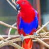 Red Eclectus Parrot Bird Diamond Painting