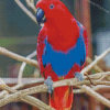 Red Eclectus Parrot Bird Diamond Painting