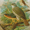 Sparrowhawk Birds Diamond Painting