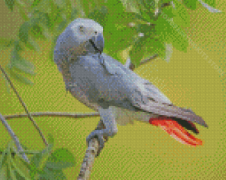 African Gray Parrot Diamond Painting