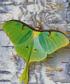 American Moon Moth Diamond Painting