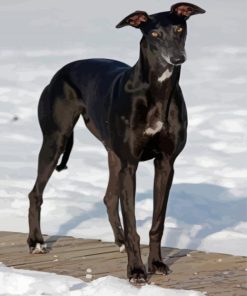 Black Greyhound In Snow Diamond Painting