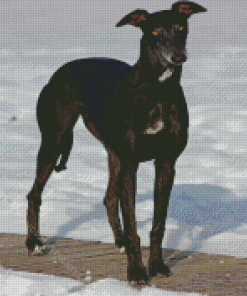 Black Greyhound In Snow Diamond Painting