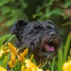 Black Cairn Terrier With Yellow Flowers Diamond Painting