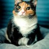Calico Cat Animal Diamond Painting