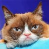 Close Up Grumpy Cat Diamond Painting