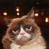 Cute Grumpy Cat Diamond Painting