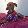 Greyhound Dog In Uniform Diamond Painting