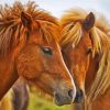 Icelandic Horses Head Diamond Painting