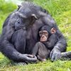 Mom Chimpanzee With Her Baby Diamond Painting