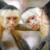 Panamanian White Faced Capuchin Monkeys Diamond Painting