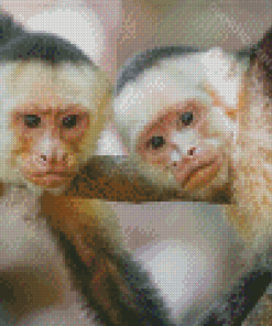 Panamanian White Faced Capuchin Monkeys Diamond Painting