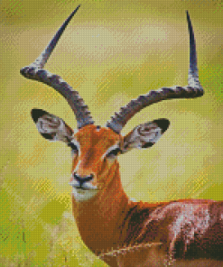 Wild Impala With Big Horns Diamond Painting
