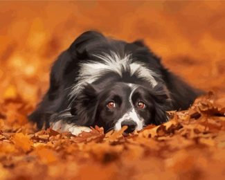 Adorable Border Collie In Leaves Diamond Painting