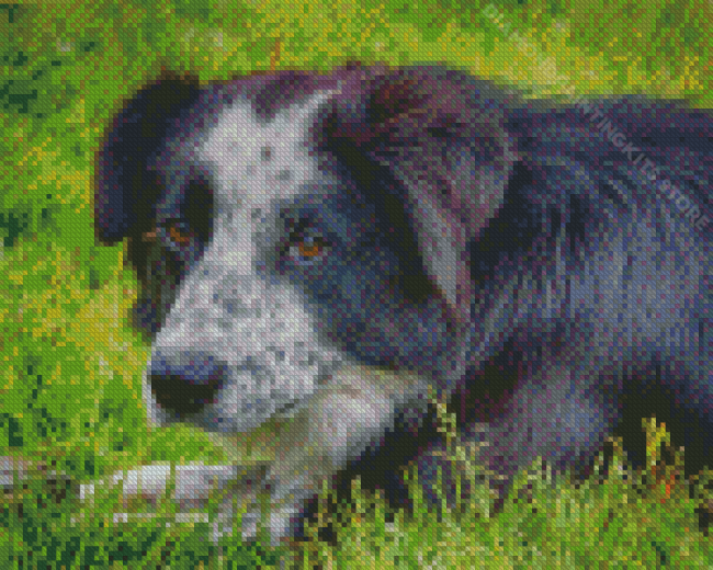 Black Welsh Sheepdog Diamond Painting