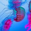 Blue And Purple Jellyfish Diamond Painting