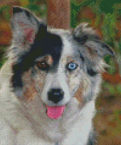 Blue Merle Dog Animal Diamond Painting